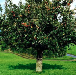 apple